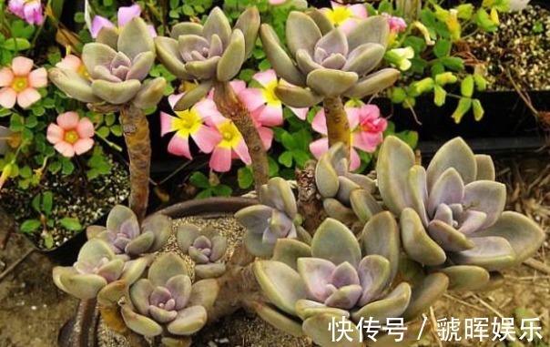 以下这些多肉植物不仅好养,换盆还跟不上爆芽,轻松养殖成老桩!