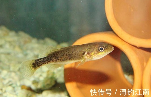 江西钓鱼人发现“新鱼种”，有人说是虫纹石鲈，会不会“泛滥”？