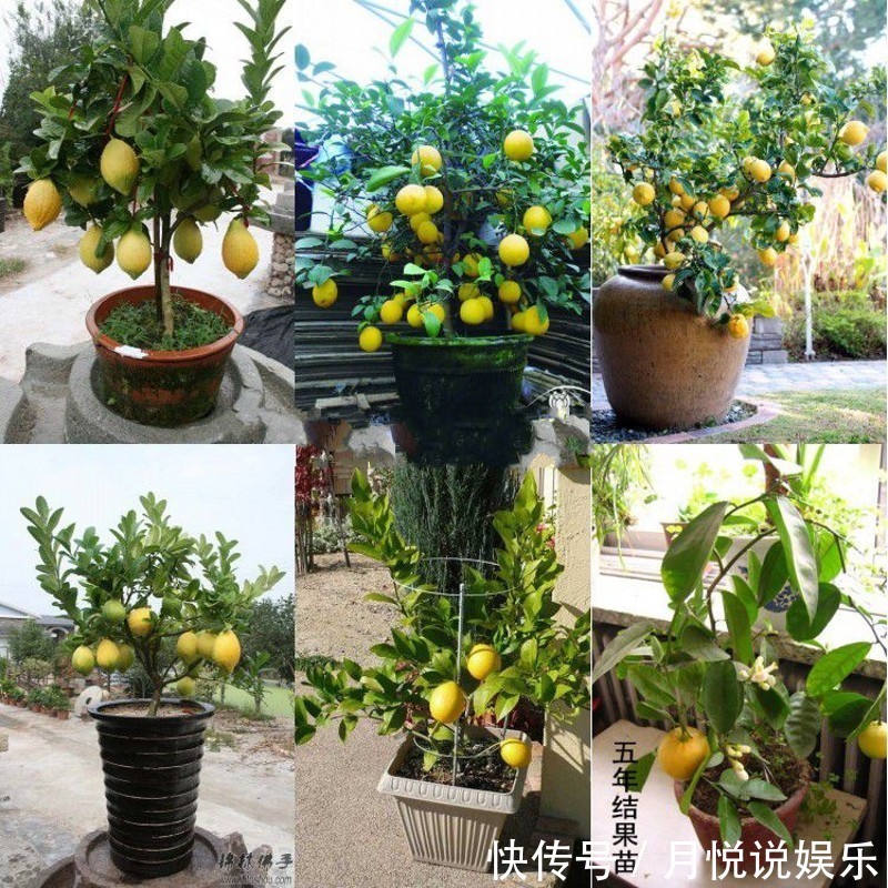 猕猴桃|不骗你,路上碰见这种树苗,多挖几颗回家种,来年就换宝马