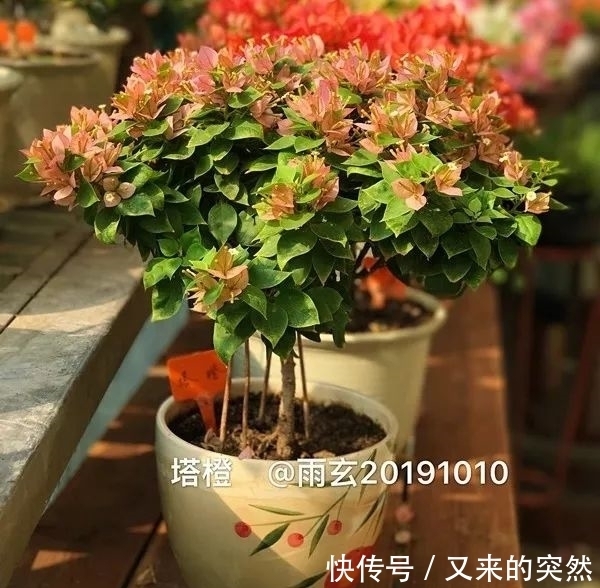 越冬|家里有这花,露养断水2个月,安全越冬50盆