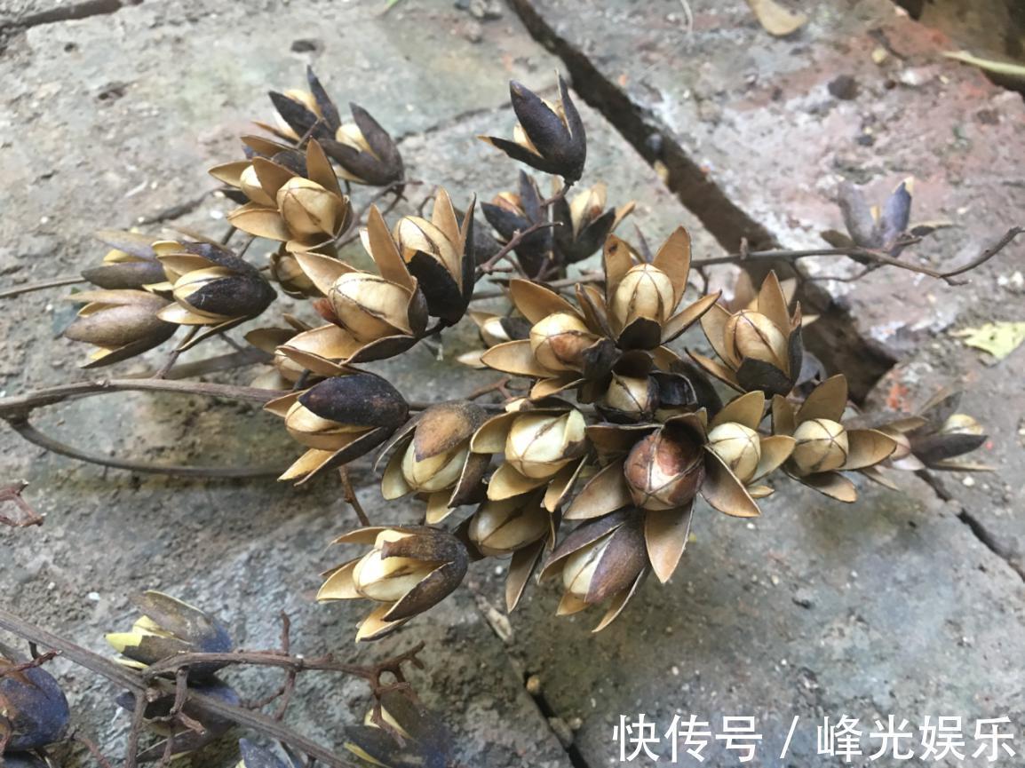 香铃子|香椿树上结的果实叫啥名有人花钱去农村收集,有什么用吗