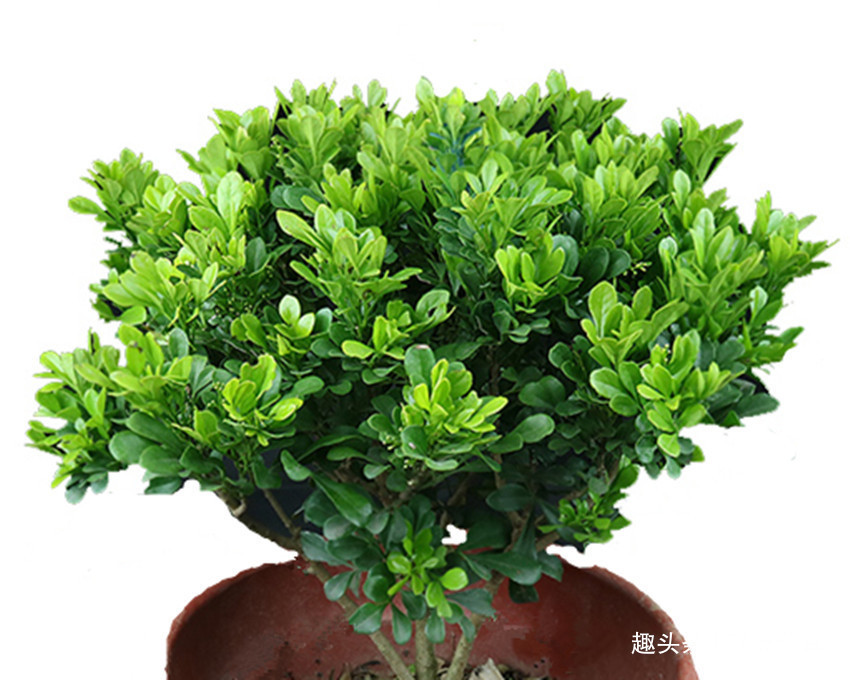 老爸养了多年花就认准了三种肥料,养啥花都用它,盆盆长得旺