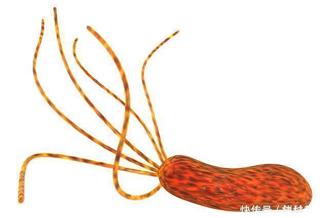 养胃|幽门螺杆菌“大冤家”，不是大蒜，常吃不仅除菌养胃，胃很舒服