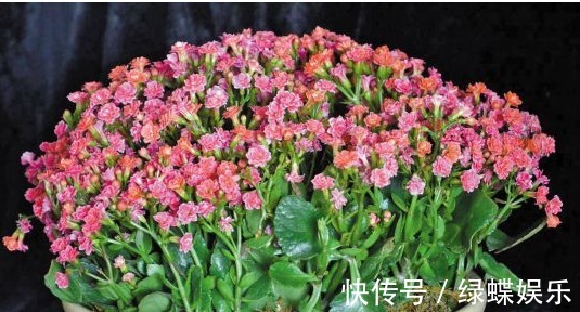 长寿花养护小技巧,这样养,长寿花开满整个花盆,深受花友的喜爱