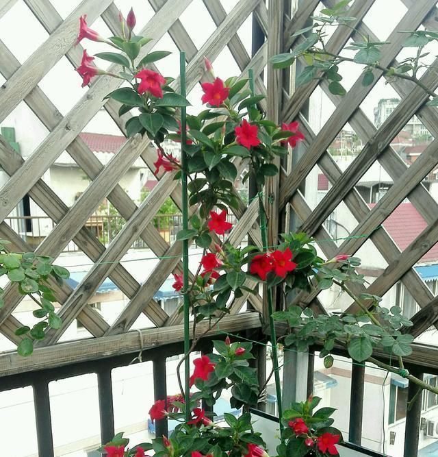 此种藤本花卉,不输铁线莲,养护容易,四季都开花,室内也能种!