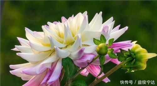 此花是世界名贵的花卉,有着大吉大利的寓意,不过也有黑暗的一面