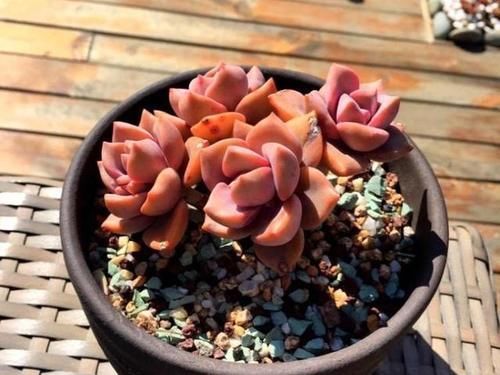 多肉彩虹糖,精致版的紫乐,容易上色喜欢群生,新手也可以放心养