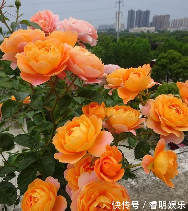 最值得入手的盆栽月季花，全年开花不停，种植容易，你值得拥有