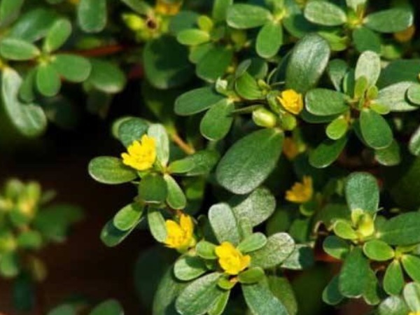 氨基酸|埋没在农村的4种抗癌野菜,比蒲公英好几十倍,现在挖还不晚!