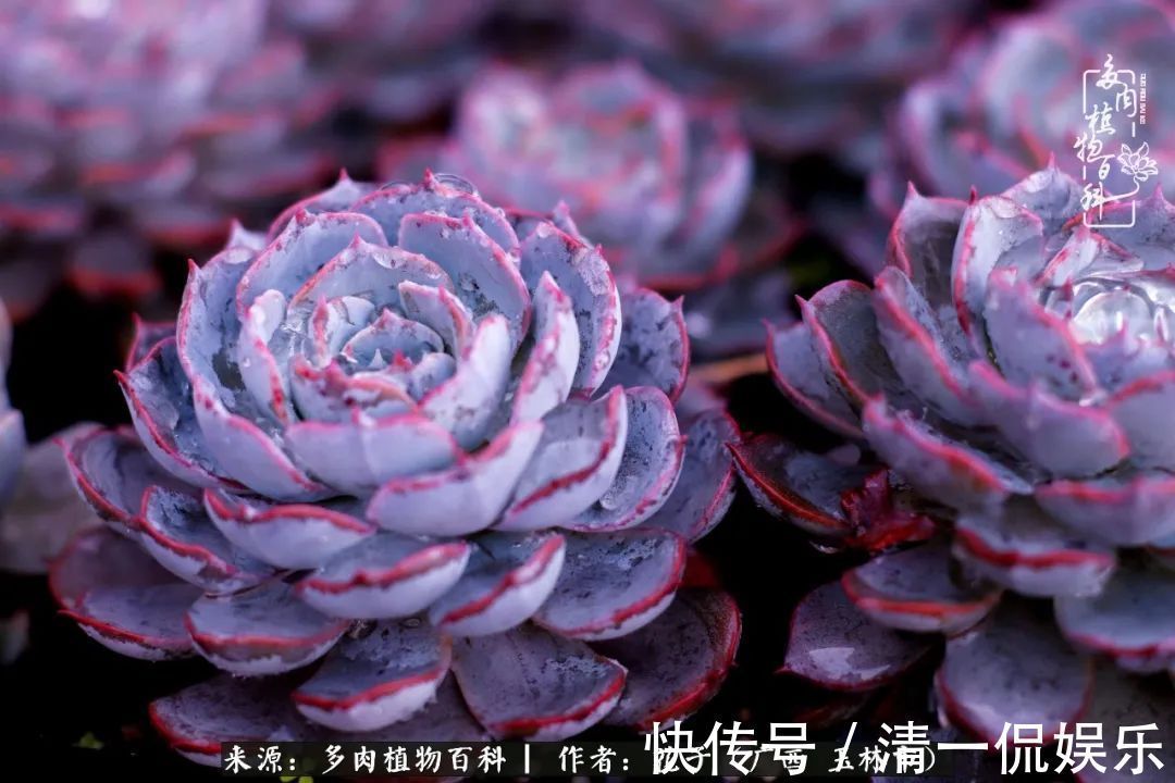 为了爱情|为了爱情来到陌生城市,偶遇多肉,地老天荒的爱恋!
