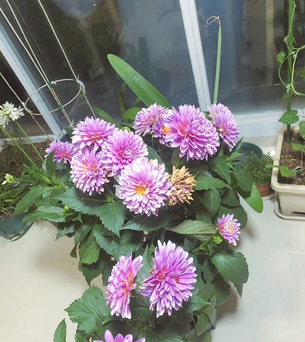 佳品|此花是世界名花，美丽不输牡丹，开花勤快，养护简单，是盆栽佳品