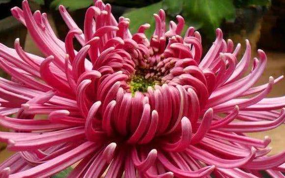 喜欢养菊就选 紫气熔霜 花姿卓越 美艳端庄 观赏性价值极高 快资讯 喜欢养菊就选 紫气熔霜 花姿卓越 美艳端庄 观赏性价值极高 快资讯