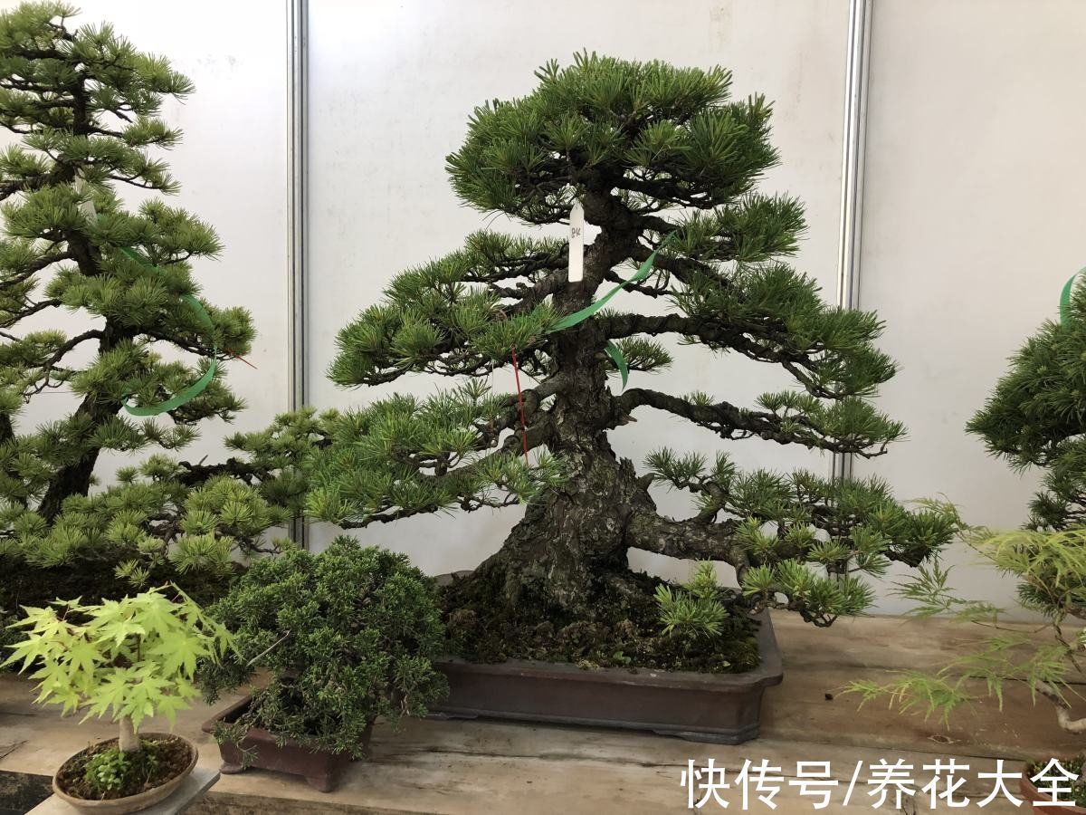 养花新手玩盆景?这5种再合适不过了,个个养成艺术品