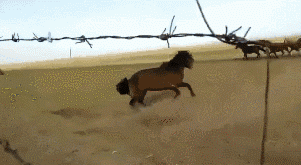 |搞笑GIF:买个儿童玩具用不着这么激动吧