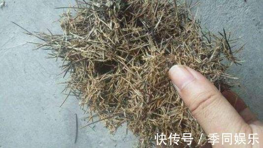 此养花“利器”根本不花钱,路边抓3把,扔进花盆就疯长,猛开花