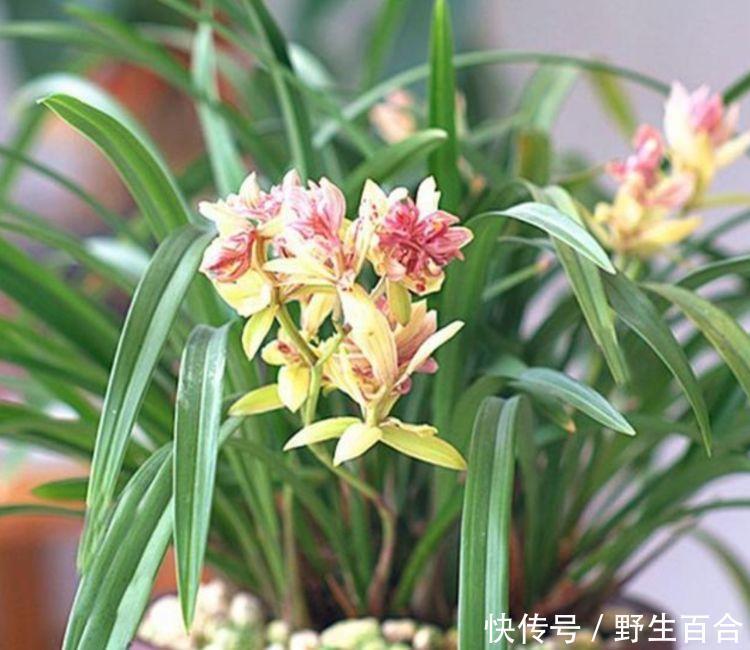 家里阳台养此款花，新手也能养爆盆，芳香四溢，养在家中香飘满屋