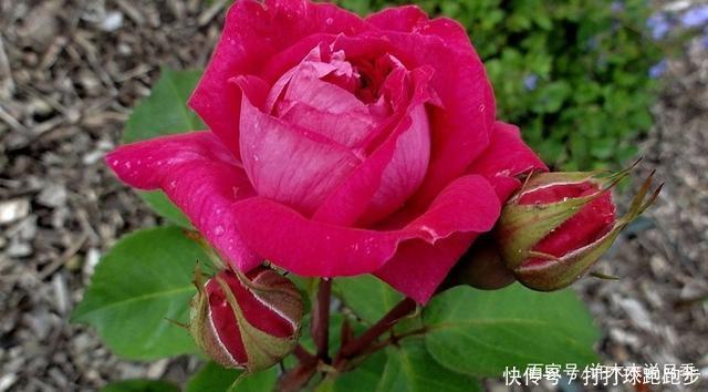 25个拥有中国血统的波旁月季。花朵超大个个丰花,还能爬藤做花墙