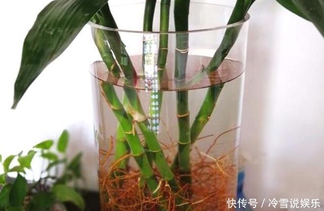 根部|养富贵竹、君子兰、绿萝,一对一喂”神仙水“才根壮叶绿