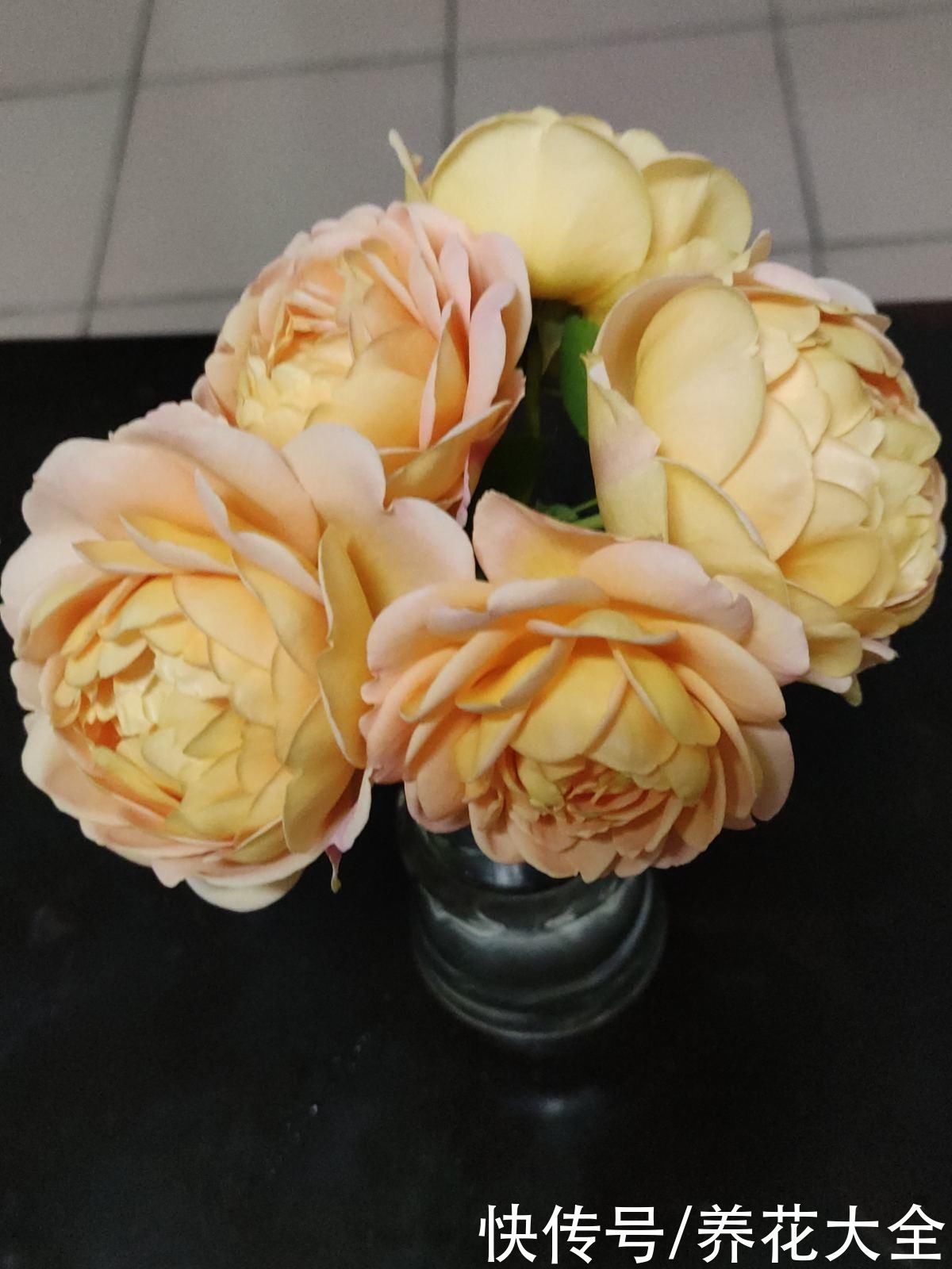 新买来的花，一上来就晒，花苞全掉光