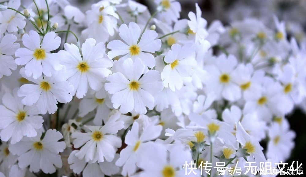 吃醋#妻子吃醋了,柳永特意给她写了首肉麻情词,短短几句堪称哄妻典范