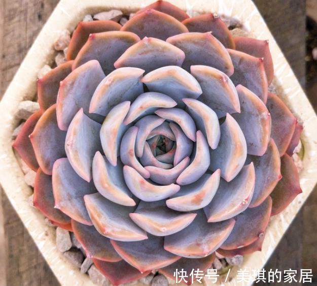 蓝色|多肉蓝色惊喜和菲欧娜,老花匠更推荐后者,来看看为什么?