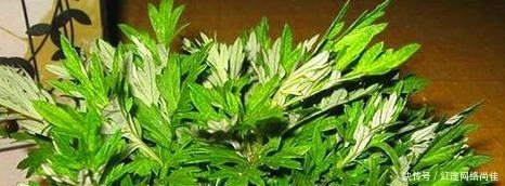 厕所|爱卫生的人,在厕所就养“3种”植物,不仅美观,还能杀菌吸臭!