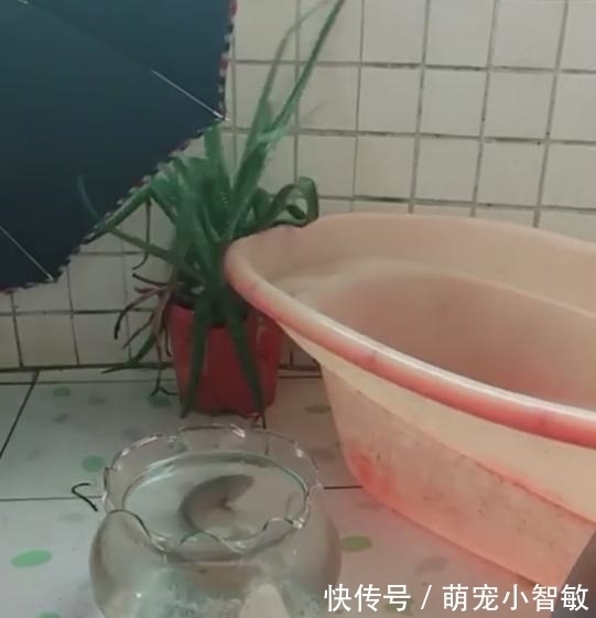 这鱼带回家后才明白为什么能在路边捡到它, 网友 这鱼叫六眼飞鱼