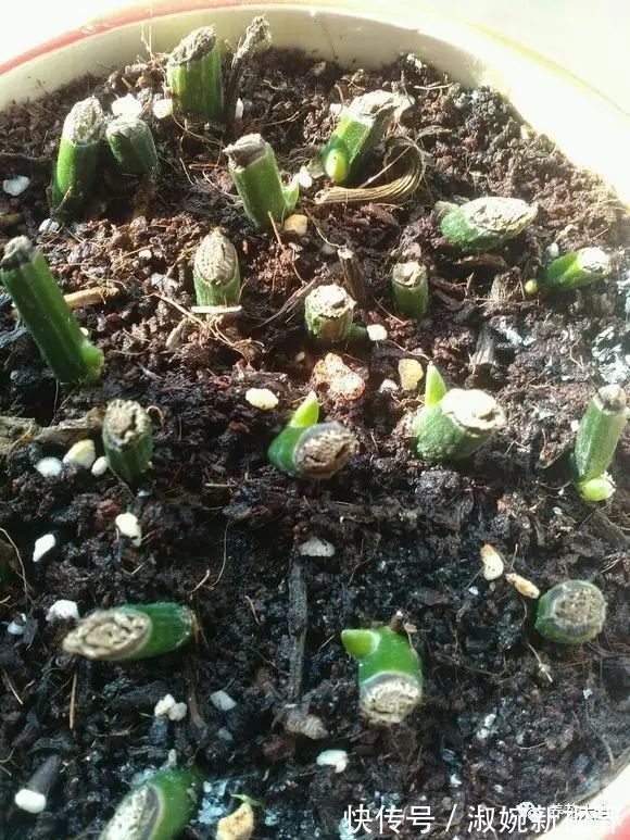 有救|妙招要死的绿萝舍得丢剪一剪，插一插，一个月后爆盆绿油油