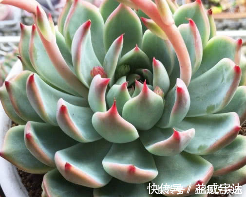 多肉林赛怎么养更紧凑教你3个小妙招,养出叶片红润饱满的林赛