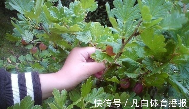 灯笼果|路旁一种野果,营养丰富价值高,目前33元一斤,你们认识吗?