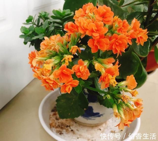 长寿花|这5种花，叶子不能喷水，尤其是夏天，一喷就全烂了