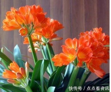 5种花适合夏天养,开花爆盆花期长,繁花似锦,花色美轮美奂