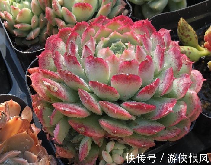 徒长|漫漫长冬又是伤,您的多肉该如何养护,冬季常见问题总结