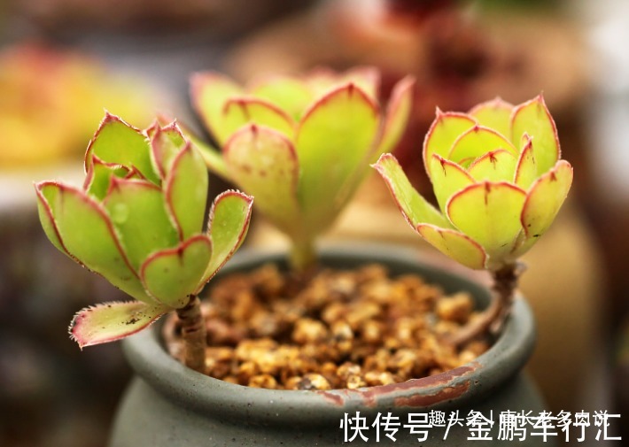 巨无霸|能长2米以上的多肉见过没有?那就是法师中的巨无霸——艳姿法师