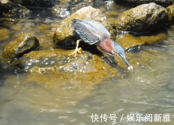 浅谈美洲绿鹭：脖子像弹簧，忍耐能力强，还会利用诱饵捕捉鱼类