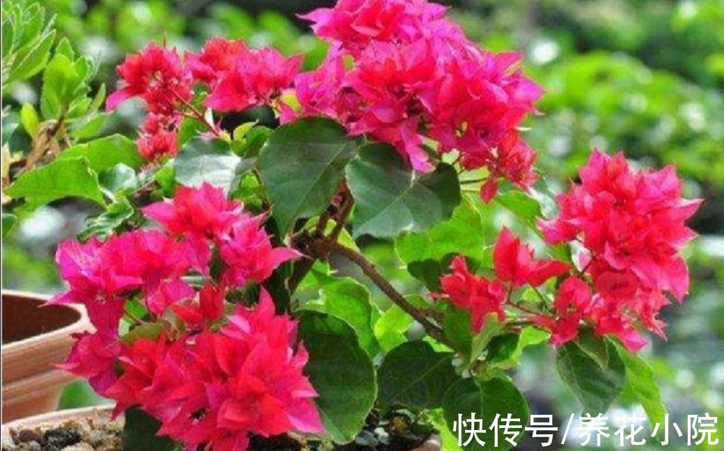 秋天|秋天三角梅不开花，用3种方法来“促花”，1个月枝头长满花苞