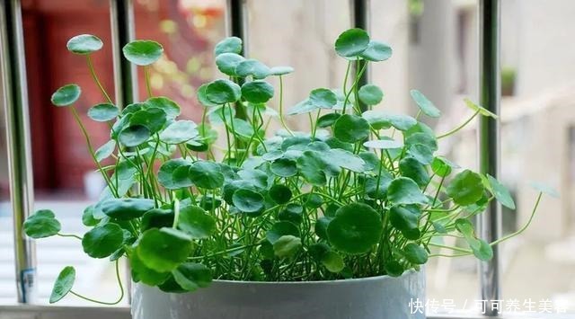 这些植物一定要勤浇水,不然分分钟“渴死”!