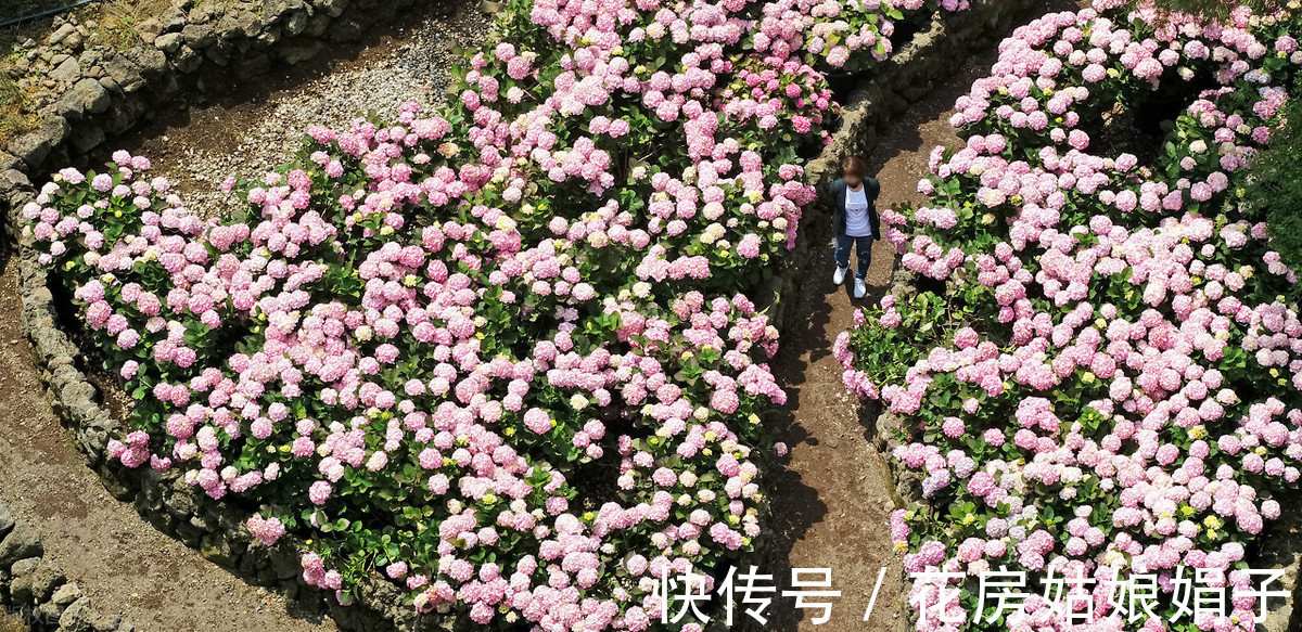 盆栽|盆栽花卉如何度过42天的三伏天?记住5个要点,安全度过三伏天