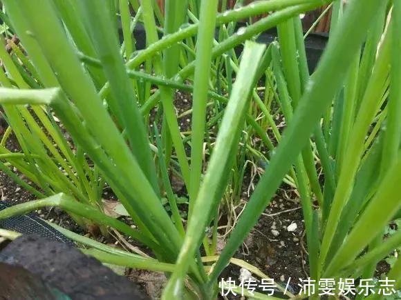 施肥|阳台种小葱，注意3点，叶子猛蹿，割了一茬又一茬，收获不断！