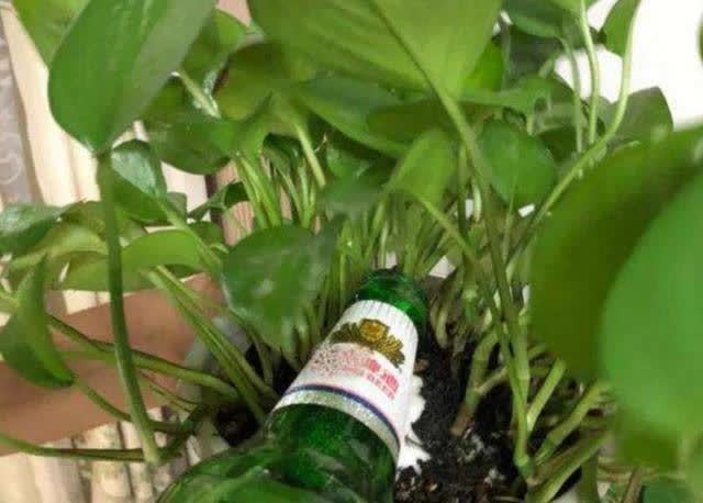 “两种水”不能浇花,已被花友列入“黑名单”,别再继续“作”了