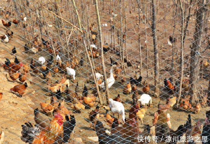 转恨|有约闻鸡同起舞灯前转恨漏声迟!