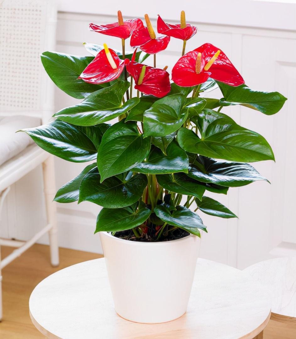 水仙花|新年新气象!10种年宵花,家里放一盆,福瑞迎门,喜庆又吉祥