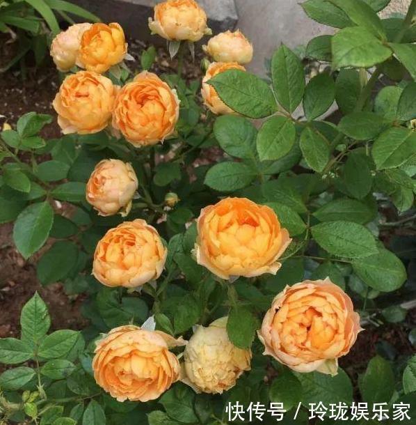 芝麻花|想要夏季养花,用作装饰阳台盆栽它们,一眼望去美不胜收