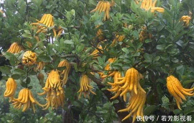 佛手降壓利尿、理氣和中、疏肝止咳,遇到請珍惜,女性要多吃