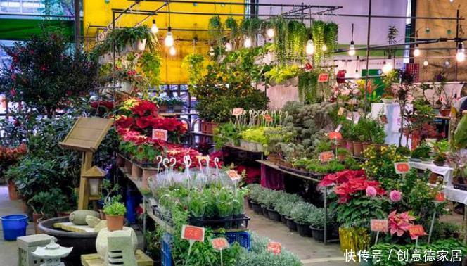 些人喜|养花人都有的5大通病,占到3条,你已经是一个资深花迷了