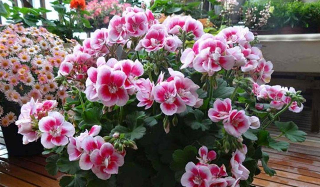 蟹爪兰|八月适合入手“6种花”,好养又漂亮,天气转凉更利于开花