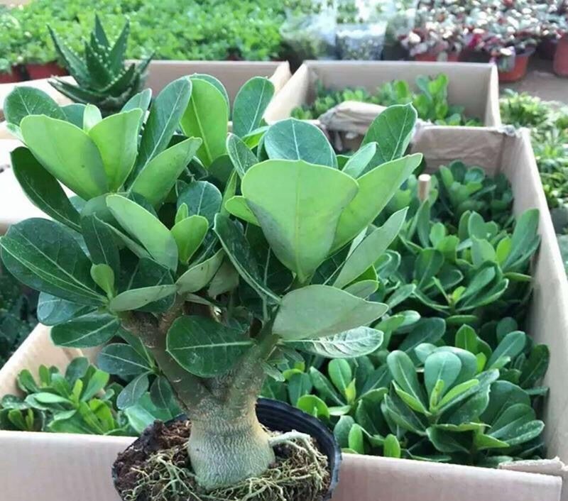 刚买回的盆栽,如何浇水、晒太阳、养护简单“3步”,越养越旺