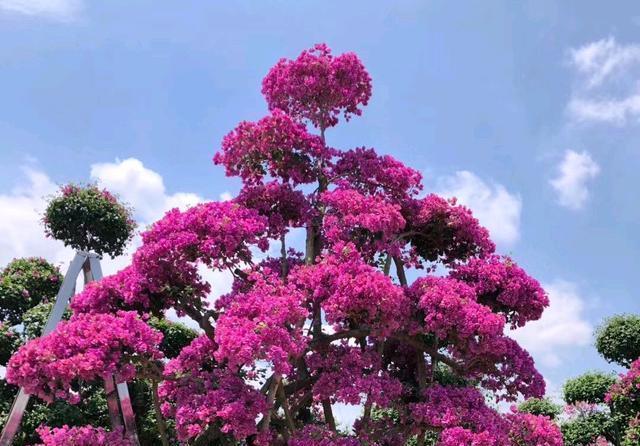 花匠|三角梅长出花苞以后,为什么花匠要建议摘叶?持续来花到年底