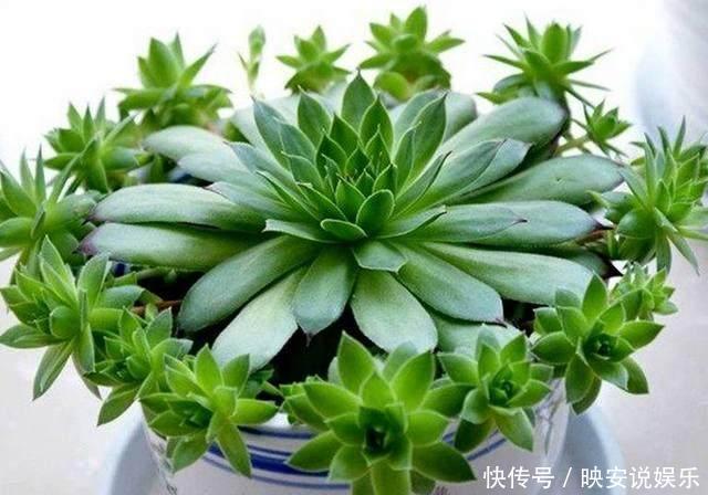 这种多肉掉地上就生根,一年可变几百盆,生的小崽在周围,美极了