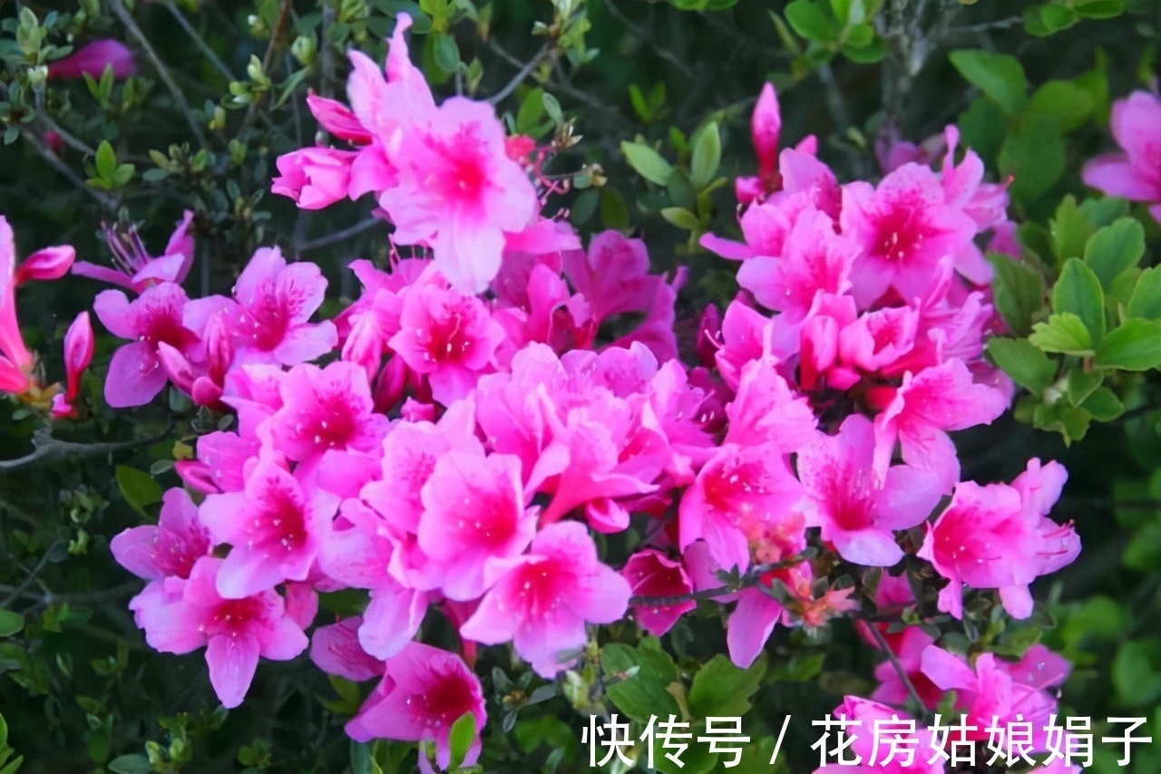 这9种花卉适应性强，各种抗性较高，适合在室内的环境中栽培